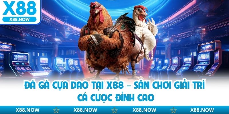 Đá gà cựa dao