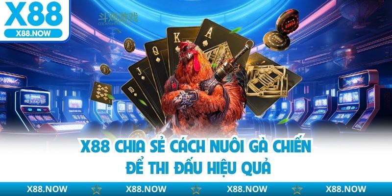 Cách nuôi gà chiến